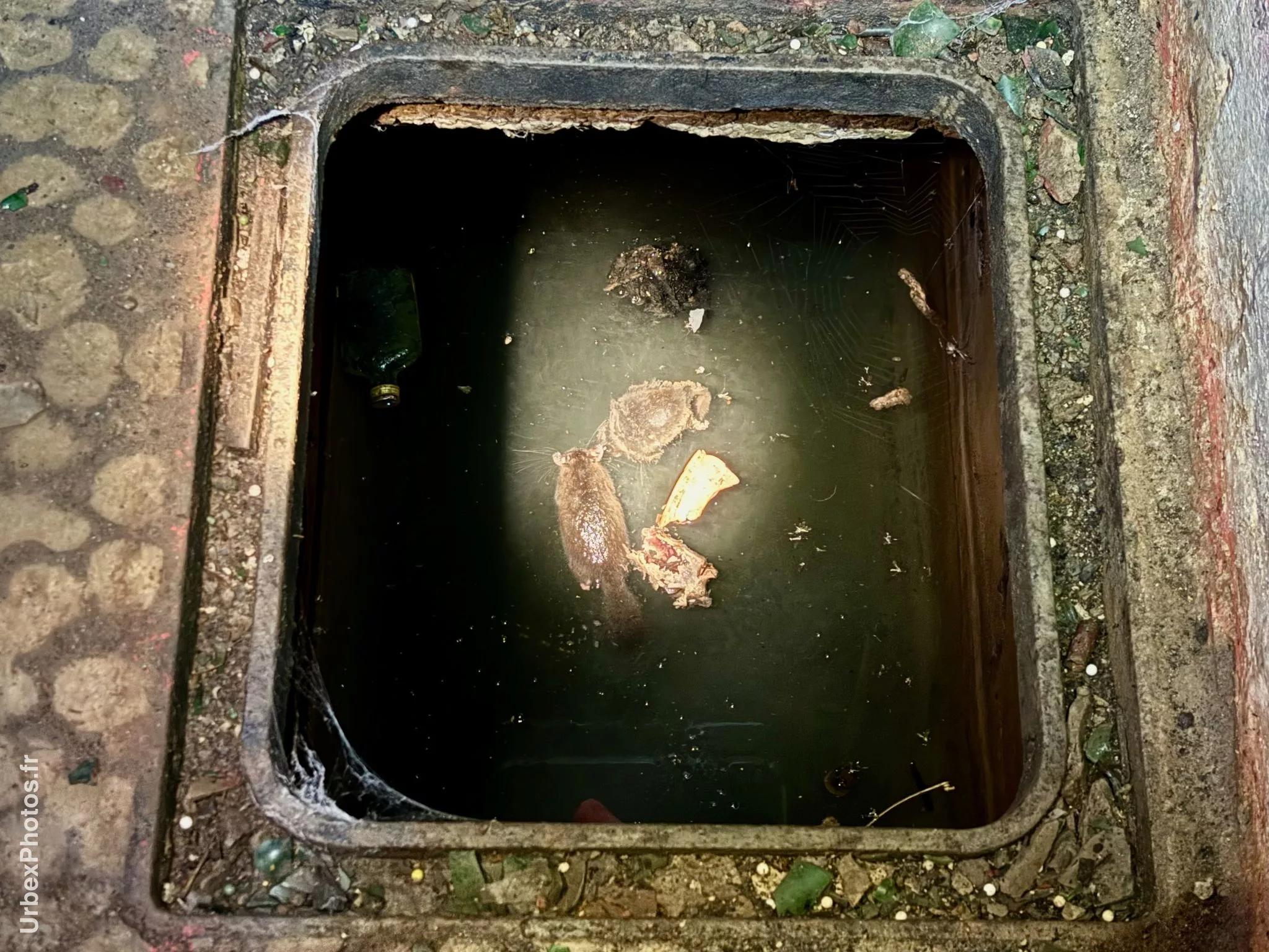 Des corps de rats flottant dans une cuve