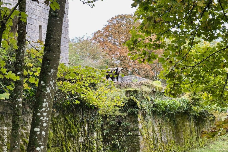 Photo urbex d'un cochon sur un muret du Fort Orwell en Lorraine