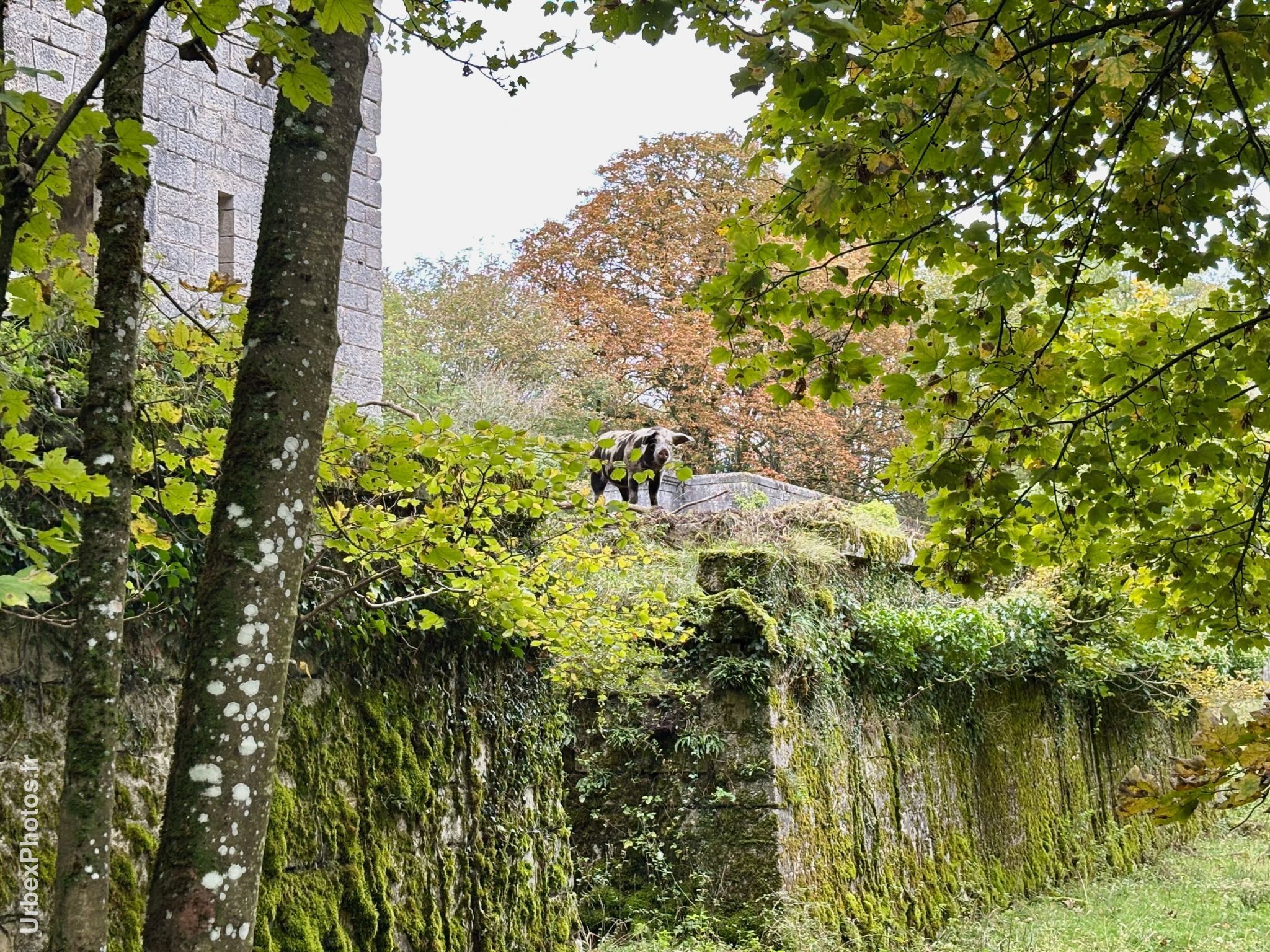 Photo urbex d'un cochon sur un muret du Fort Orwell en Lorraine