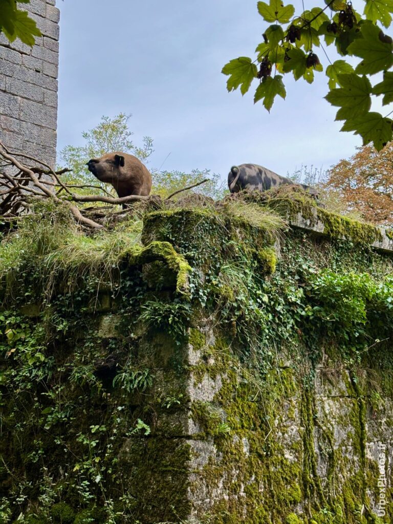 Photo urbex de deux cochons sur un muret du Fort Orwell en Lorraine