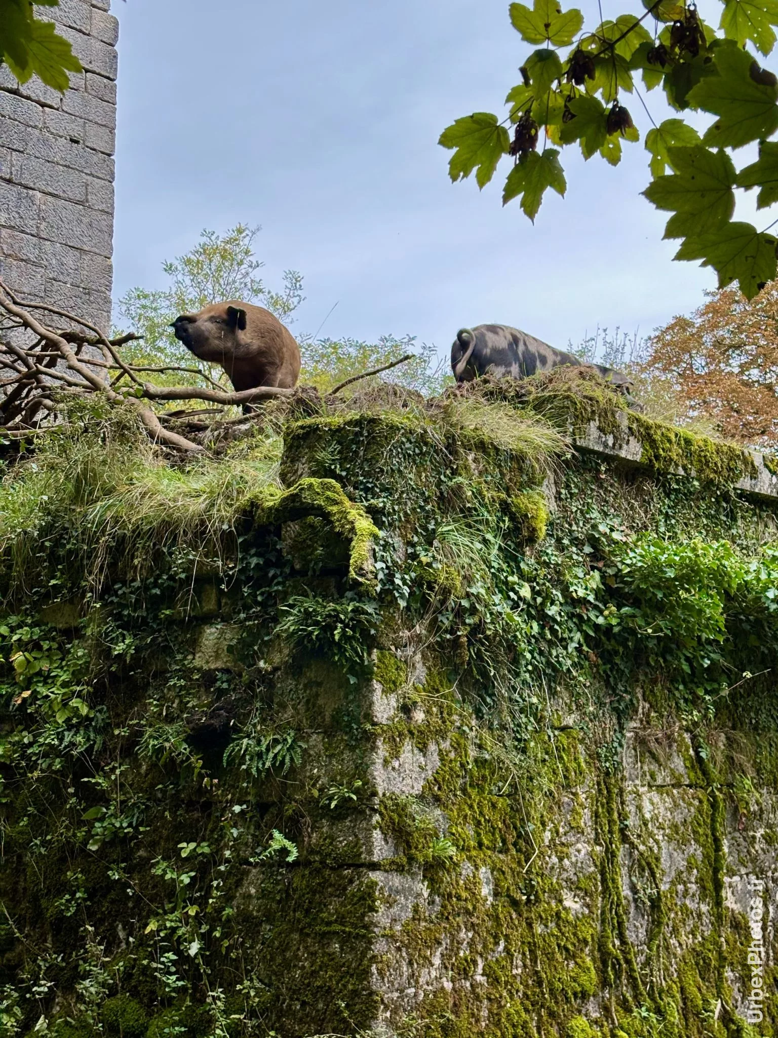Photo urbex de deux cochons sur un muret du Fort Orwell en Lorraine