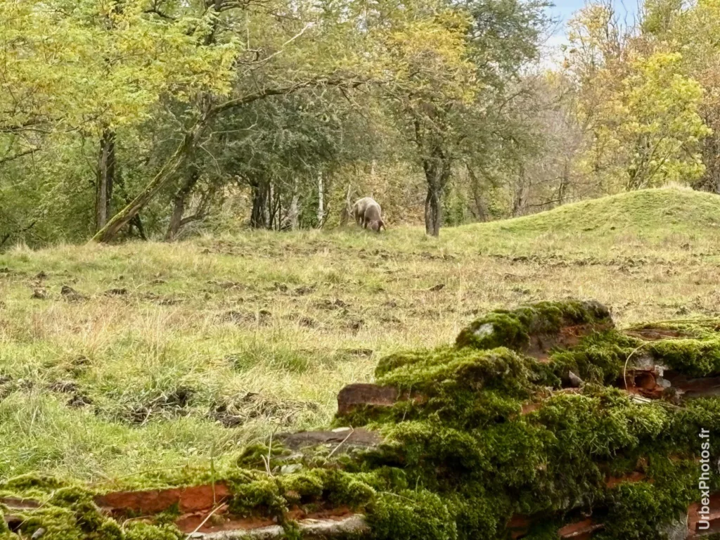 Un cochon au loin sur le Fort Orwell