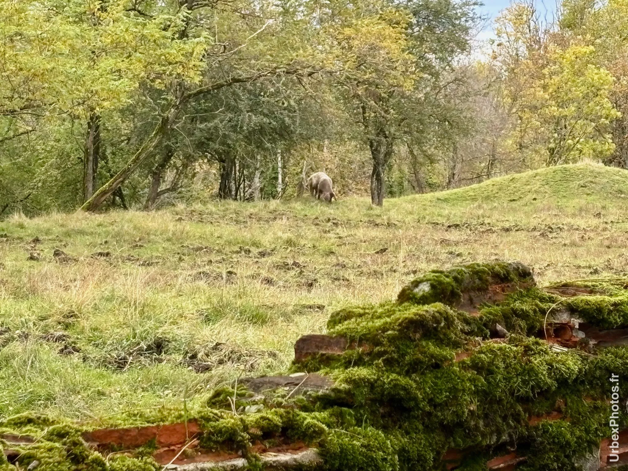 Un cochon au loin sur le Fort Orwell
