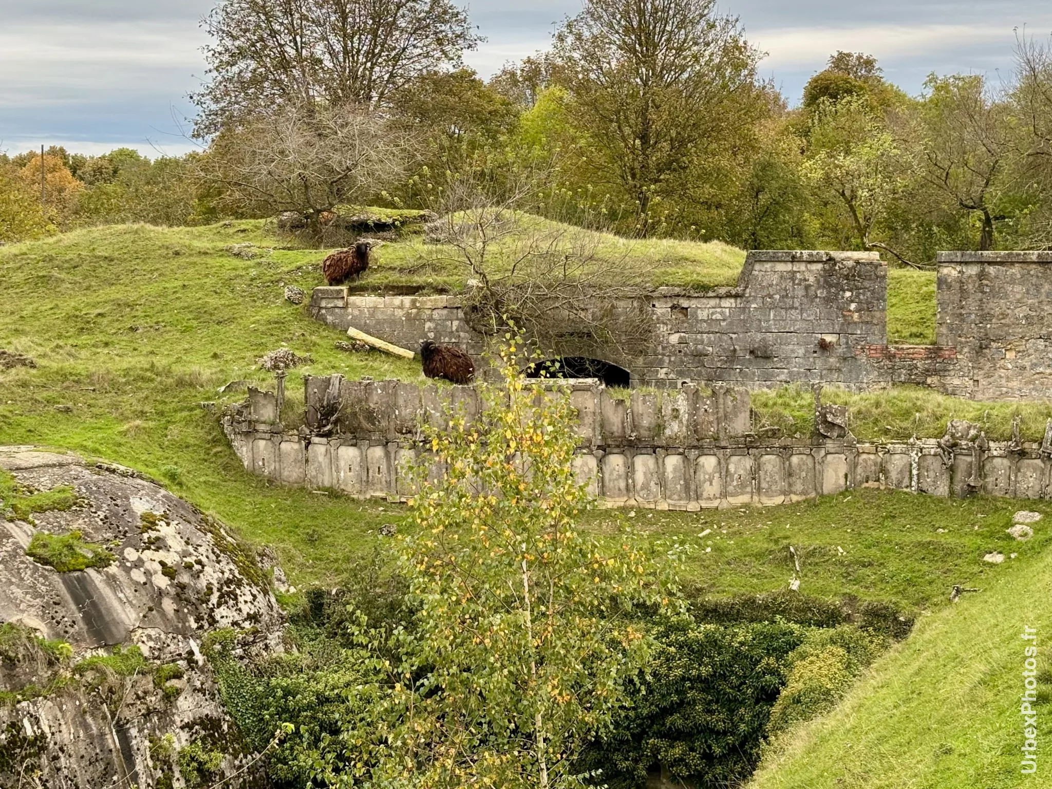 Deux boucs au loin sur le Fort Orwell