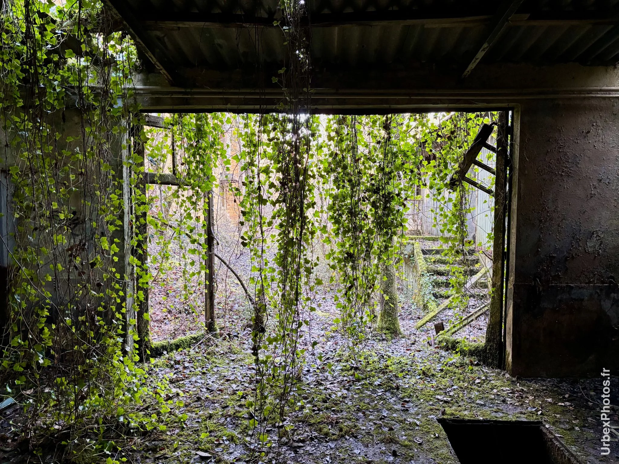 Photo urbex d'un rideau de lierre du Fort Schneider en Lorraine