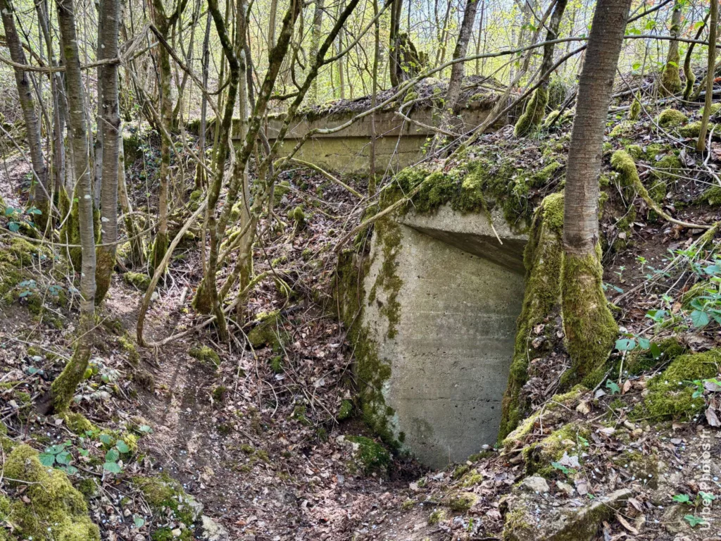 Une entrée de l'ouvrage Grauer Bär