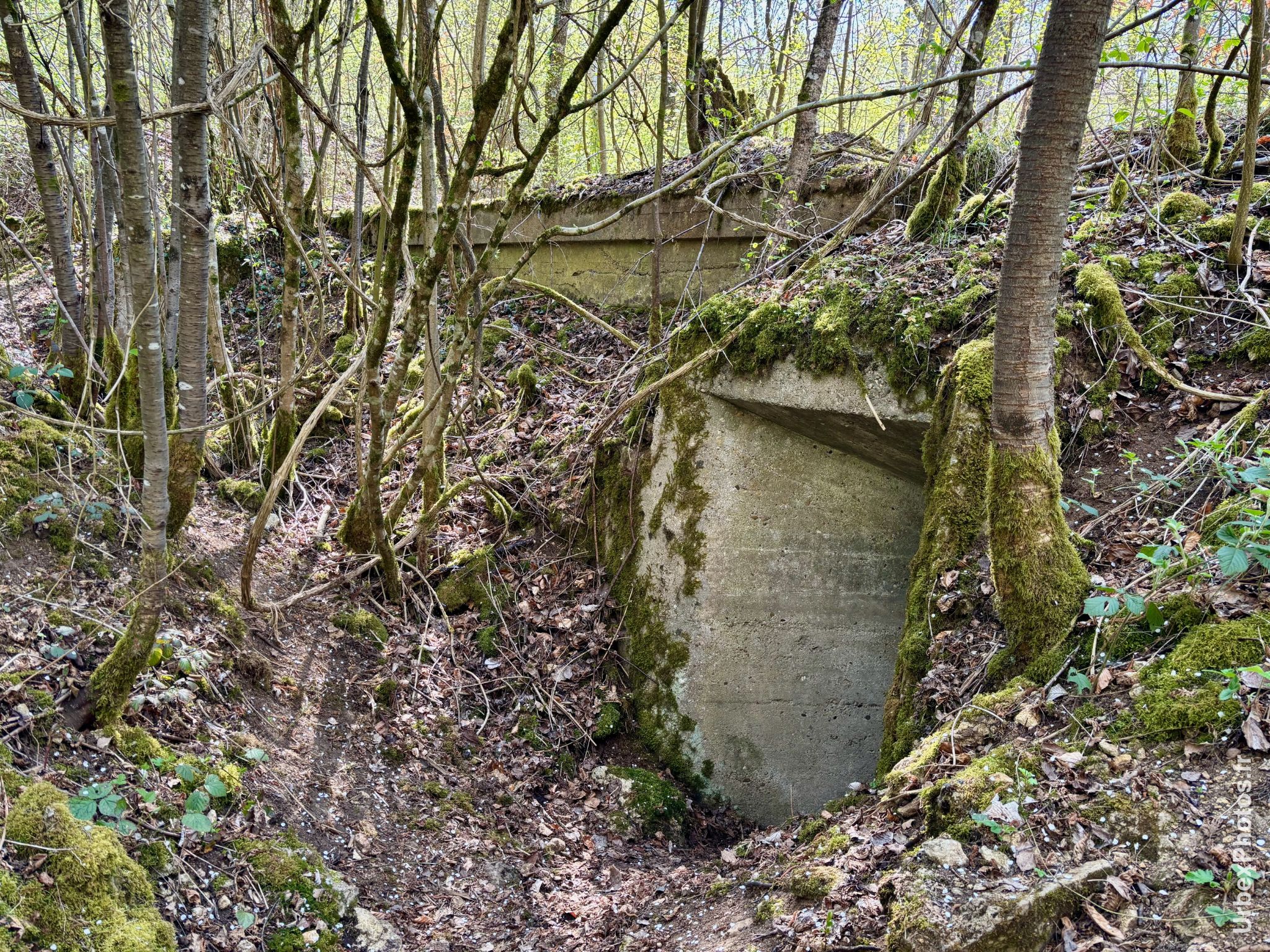 Une entrée de l'ouvrage Grauer Bär