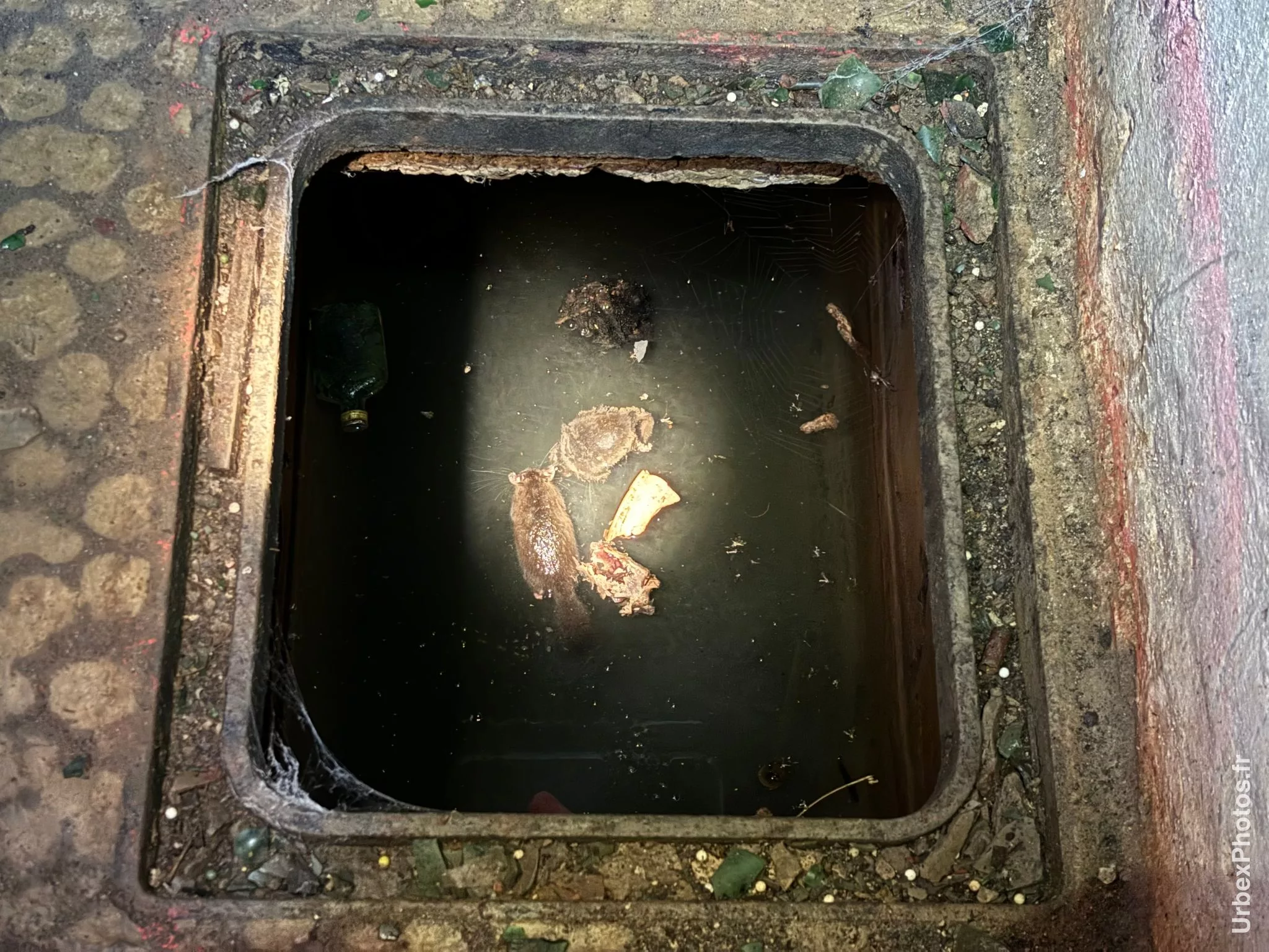 Photo urbex de corps de rats flottant dans une cuve