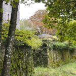 Un cochon depuis le haut d'un muret du Fort Orwell