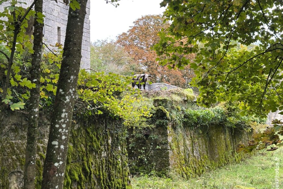 Un cochon depuis le haut d'un muret du Fort Orwell