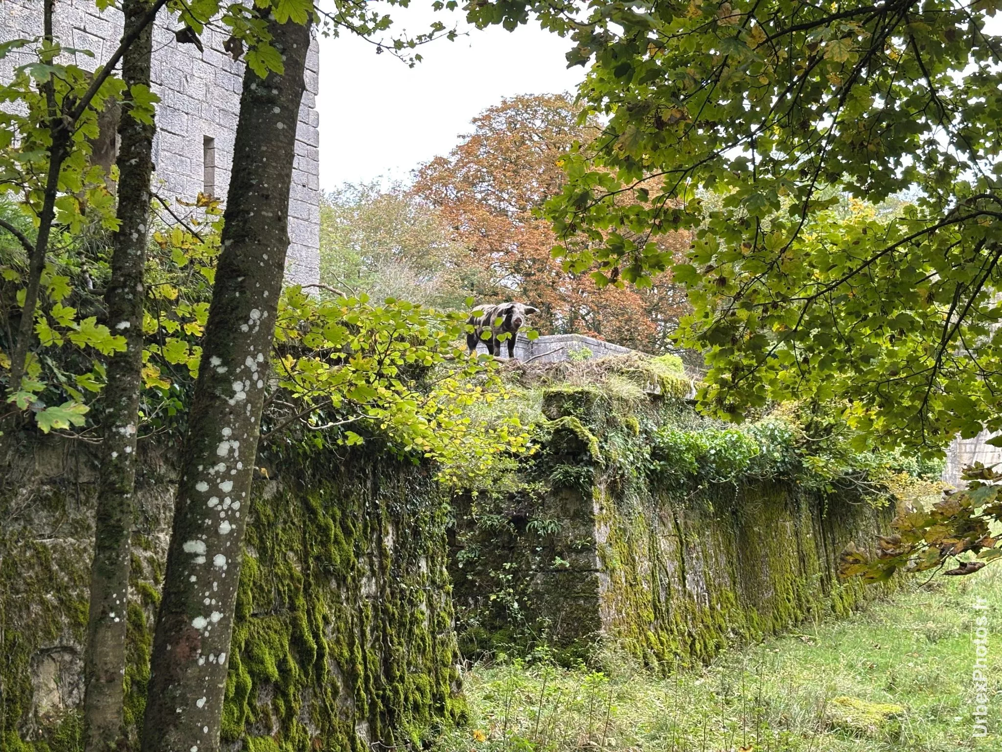Un cochon depuis le haut d'un muret du Fort Orwell