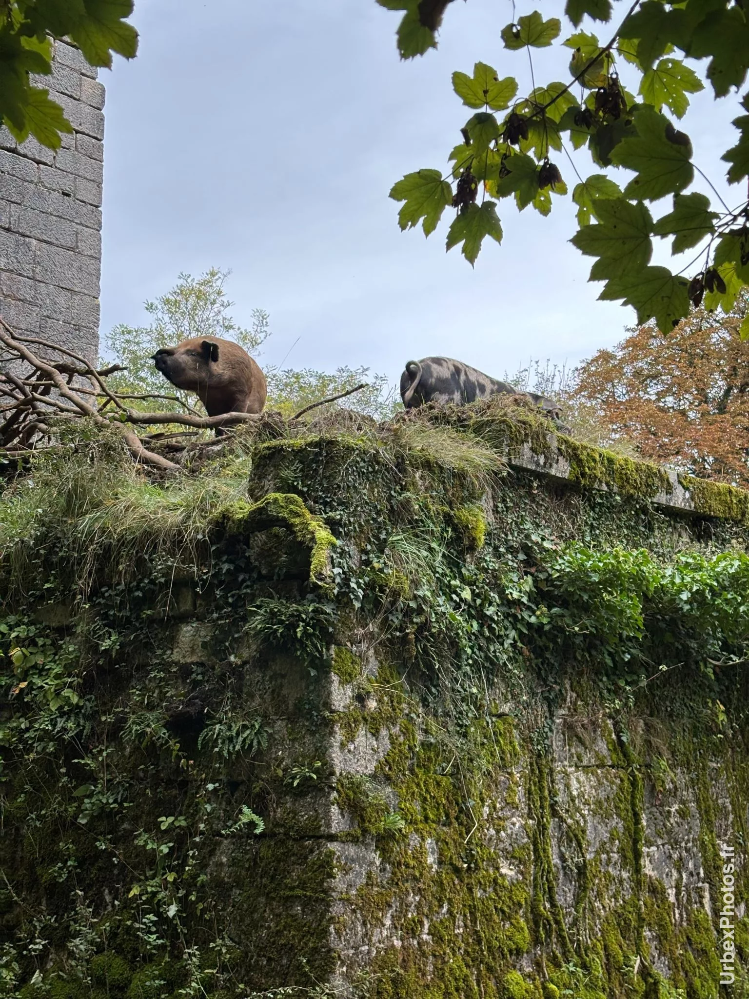 Deux cochons depuis le haut d'un muret du Fort Orwell