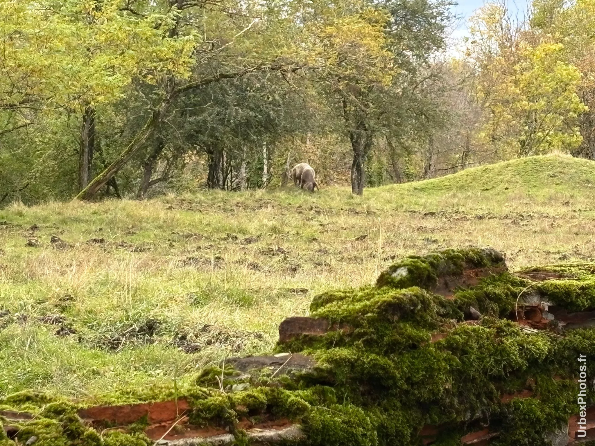 Un cochon au loin sur le Fort Orwell