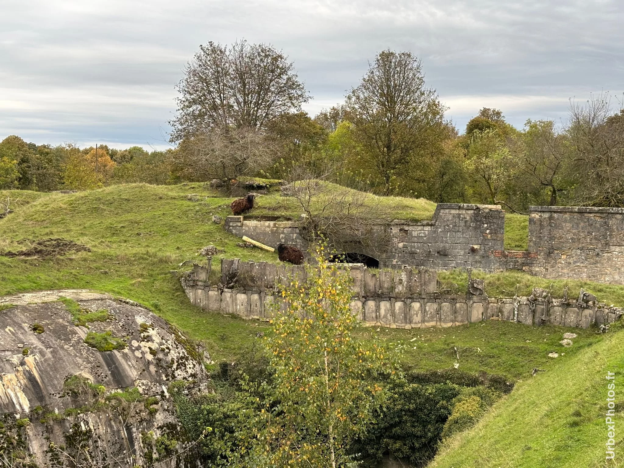 Deux boucs au loin sur le Fort Orwell