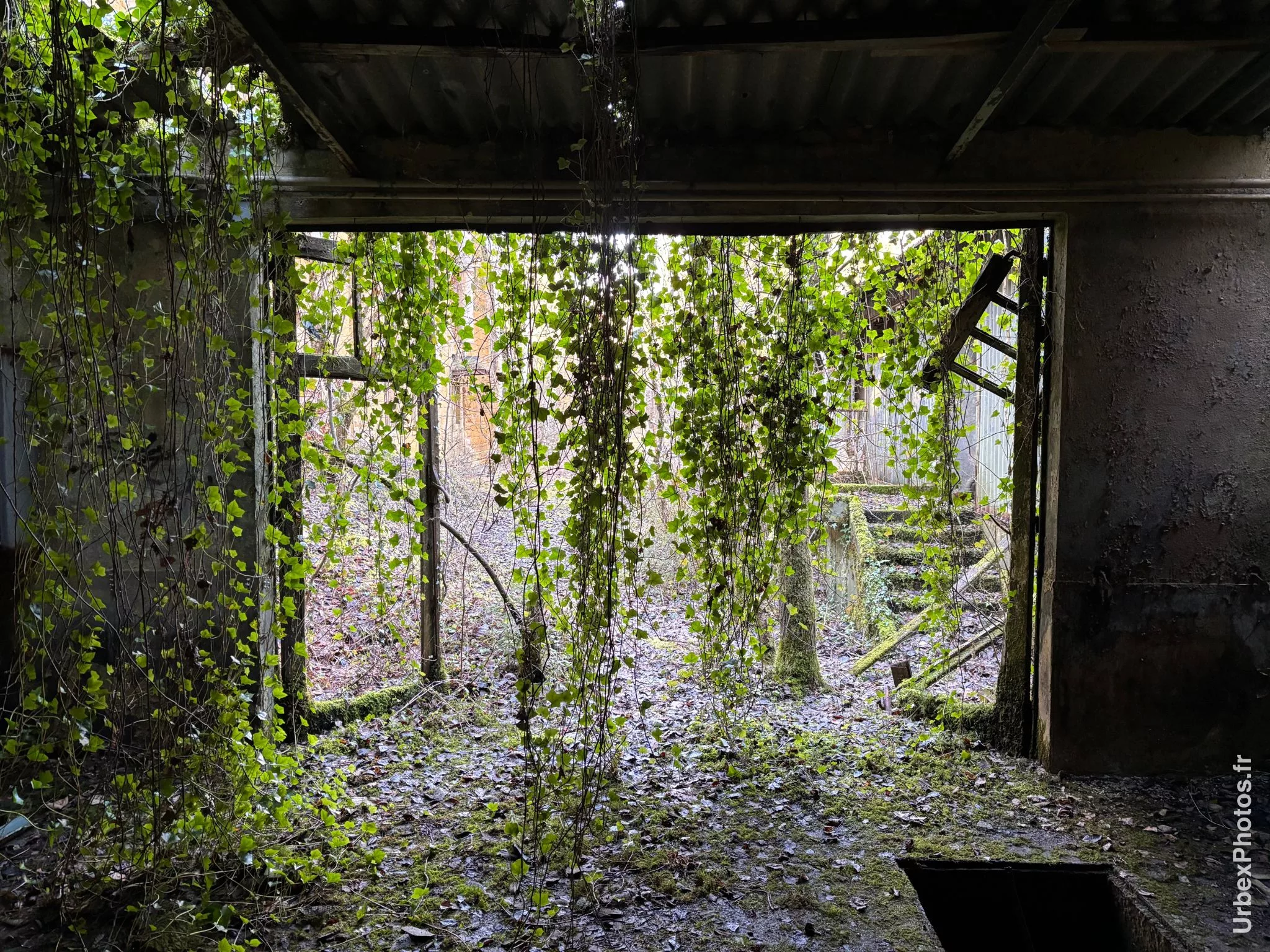 Photo urbex d'un rideau de lierre