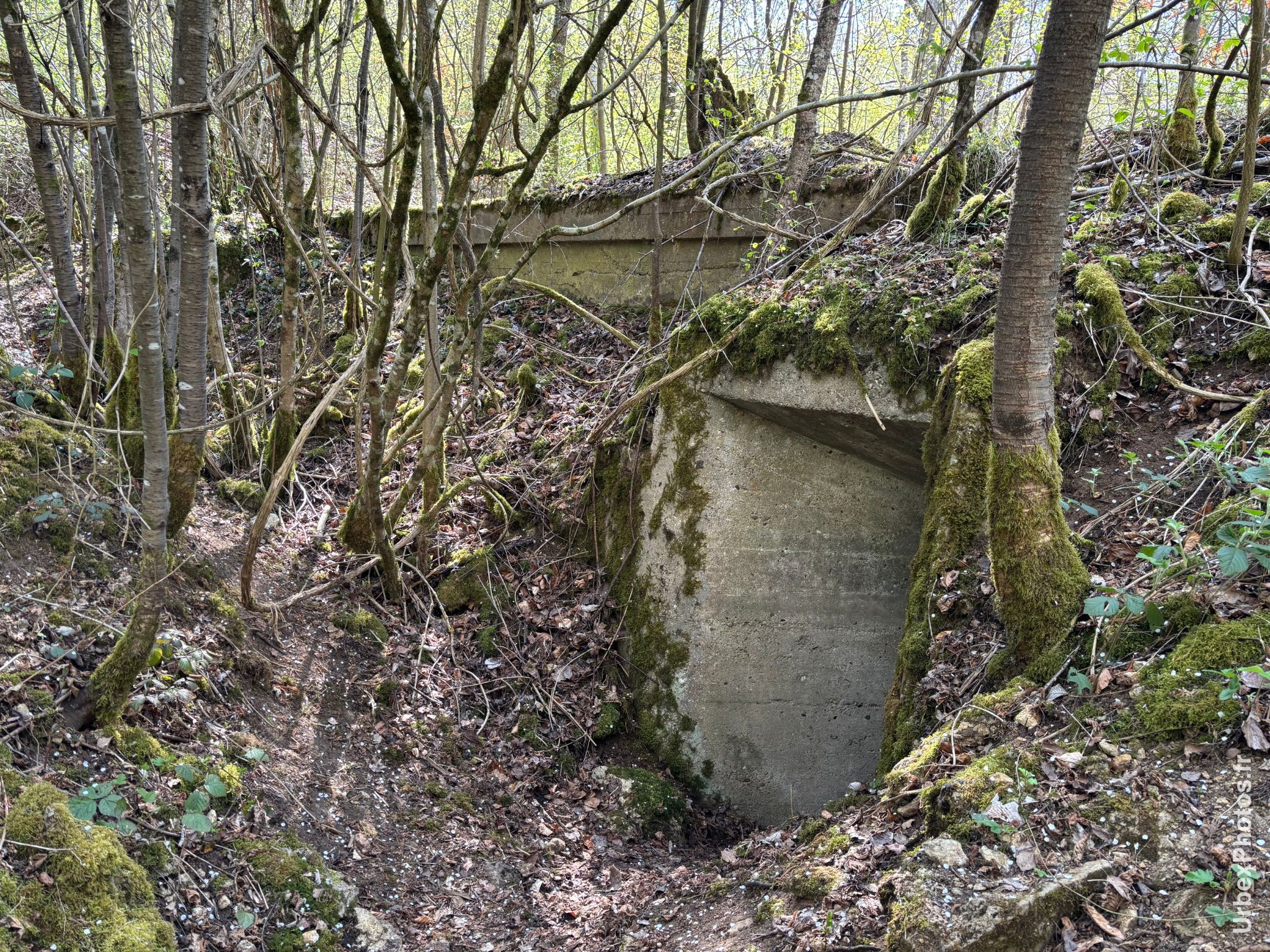 Une entrée de l'ouvrage Grauer Bär
