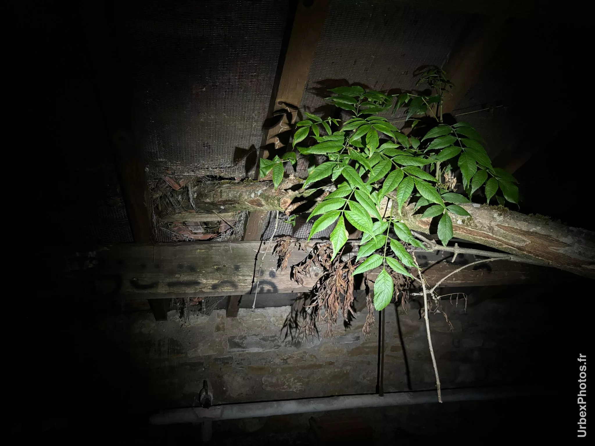 Photo urbex d'une branche dans la toiture