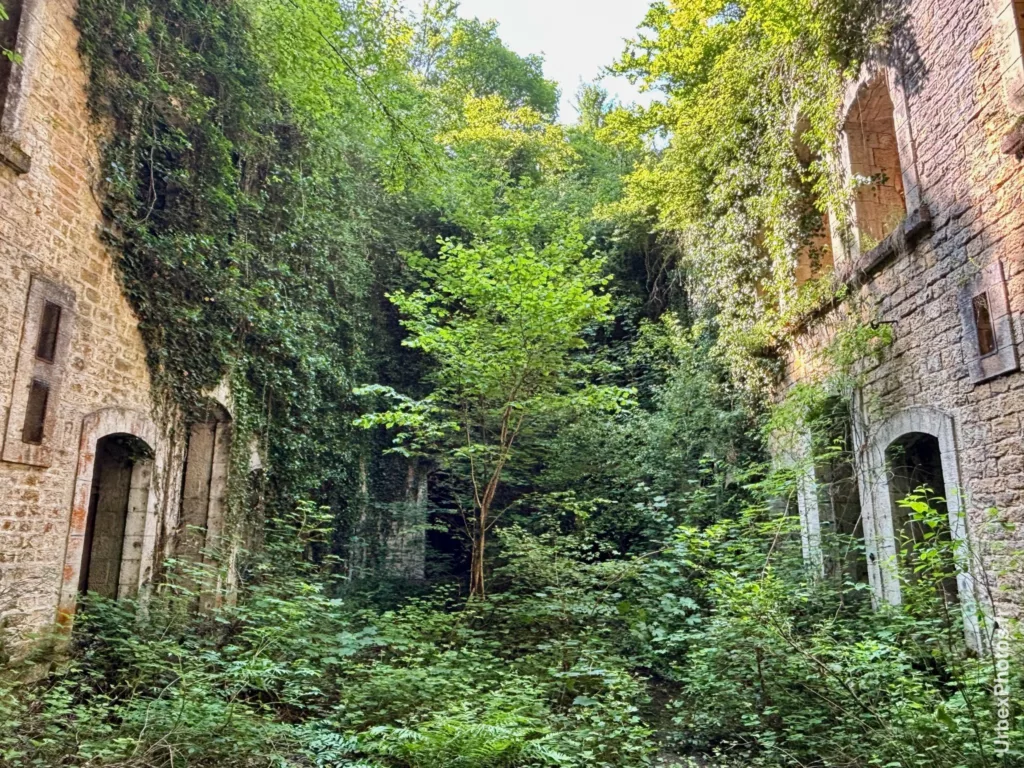 De la végétation grimpant sur les façades