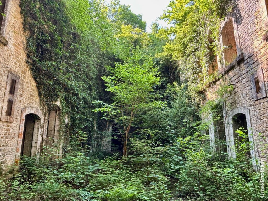 De la végétation grimpant sur les façades