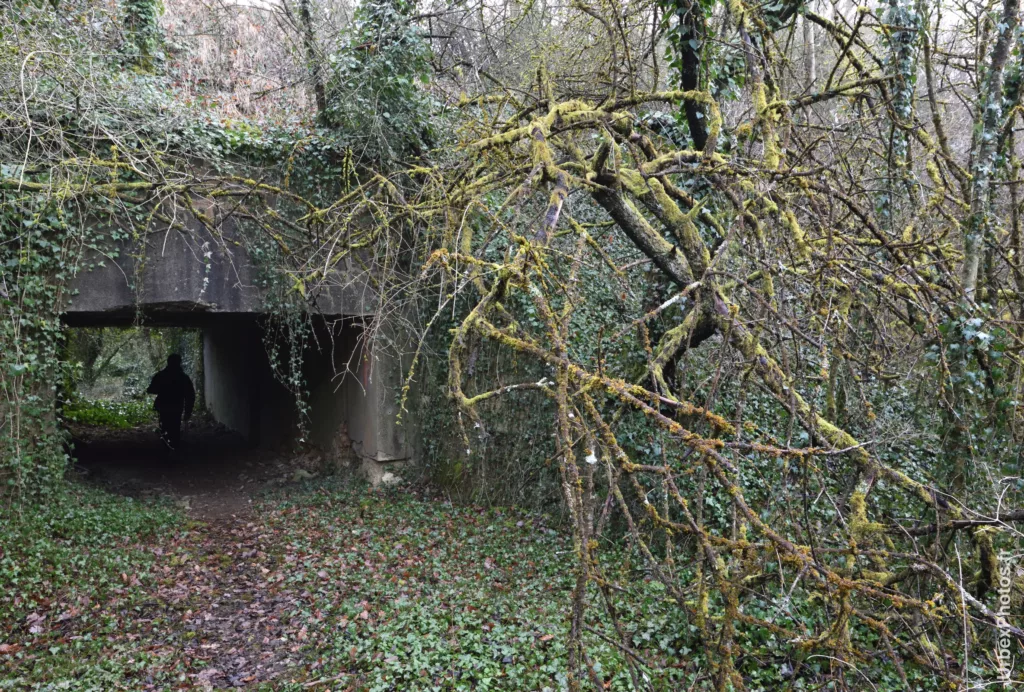 Photo urbex de la végétation envahissant le Fort Paulette, en Lorraine