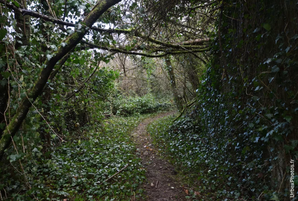 Végétation envahissant le fort