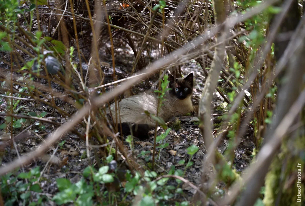Un chat dans la végétation