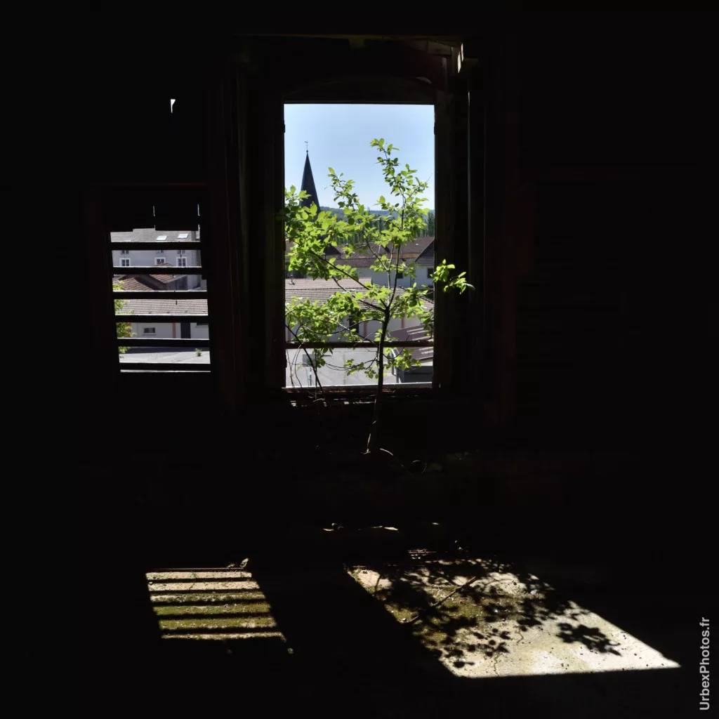 Photo urbex d'une plante poussant à une fenêtre de l'Hôtel Nougaro en Lorraine
