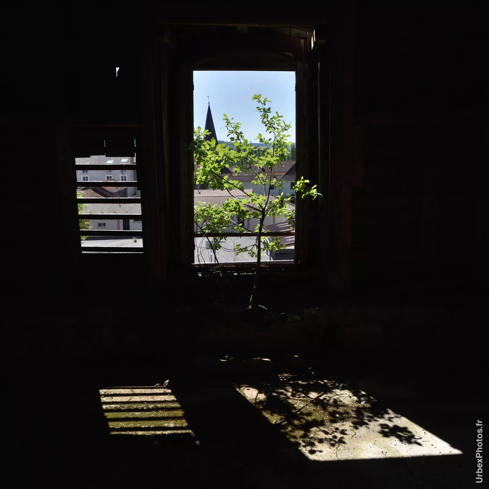 Photo urbex d'une plante poussant à une fenêtre de l'Hôtel Nougaro en Lorraine