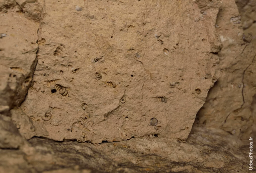 Mollusques fossilisés dans la roche